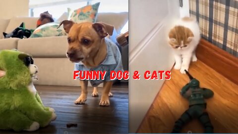 funny dog and cat video