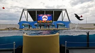 Gulf World Marine Park: Dolphin Show 🐬 - September 2023