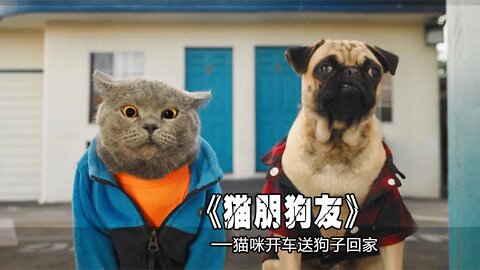Funny cute pet short video (cat friend dog friend) to send the lost dog home