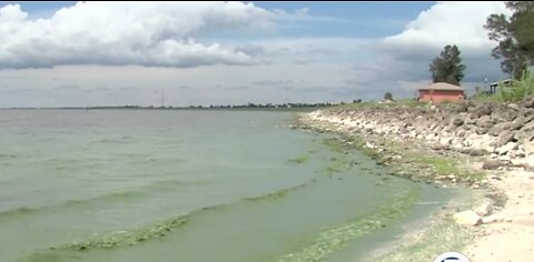 Blue-green algae causes concerns about fish