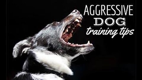 How To Gurd Dog Training Step by Step| So easy 👍