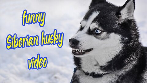 Top funny siberian husky video dog video