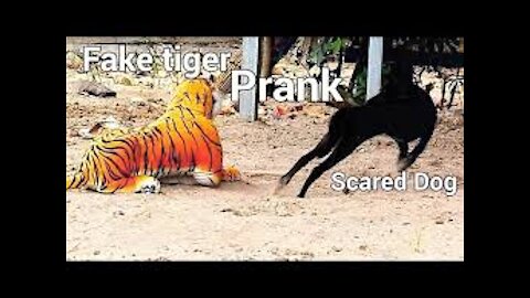 Fake tiger dog prank to dog very Funny video