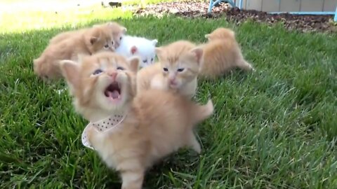 Funny cat, cute kitten | kitten meowing