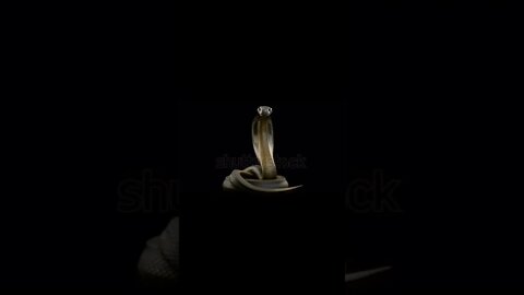 stock-footage-a-king-cobra-snake-rising-from-its-sleep-standing