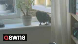 Hilarious moment WILD pigeon breaks into a London home and refuses to leave