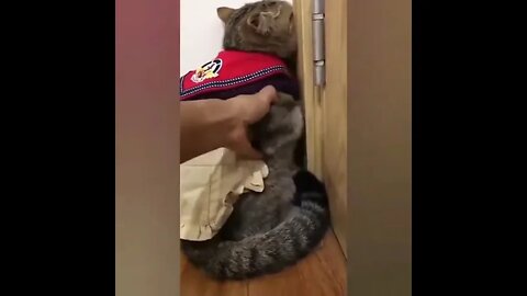 Angry Cute Cat #Shorts #ytshorts Dogs, Animals, Cats, Fun, Entertainment, #UbertainmentFun