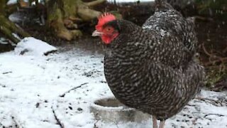 Des poulets refusent de marcher dans la neige