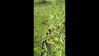 Wasp Killing Tomato Worm