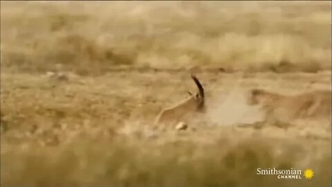 10 ! Craziest Animal Fights in the Animal Kingdom 🐍 Lions, Hippos, Cobras! Smithsonian Channel