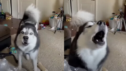 husky singing and talking funny animals videos #shorts #viral #tiktok #husky