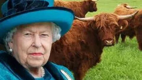 VIRAL NEWS! KING CHARLES III SCOTTISH MEY GAMES PATRON ABERDEEN ANGUS CATTLE SOCIETY & RED HEIFER