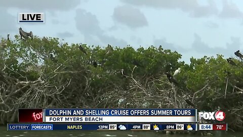 Island Time Dolphin and Shelling Cruises run private tours