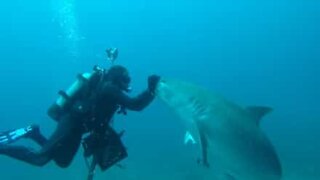 Incredible: Diver hypnotizes female tiger shark