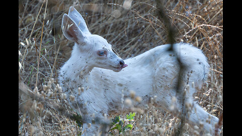 White Fawn - Four Occasions