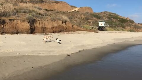 Rig and Ollie at the beach California