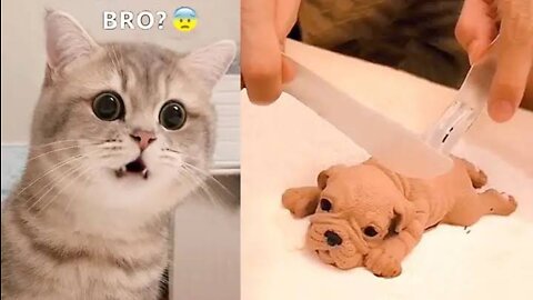 Best Funny Animal Videos 2022 - Funniest Cats And Dogs Videos 😆😂