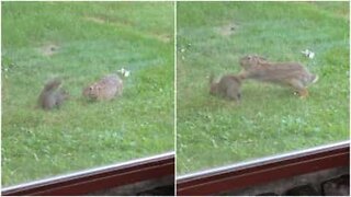 Coniglio e scoiattolo non amano condividere il cibo