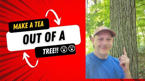 How To Make Tea Out of A Tree #healthy #howto #diy #easy #nature