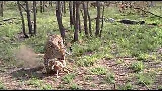 Leopard Catches Baby Impala