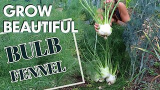 Growing Bulb Fennel in the Midwest