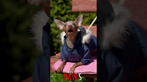 🐶 #PAWS - Hairless Bark: A Friendly Terrier's Warm-Hearted Greeting 🐾