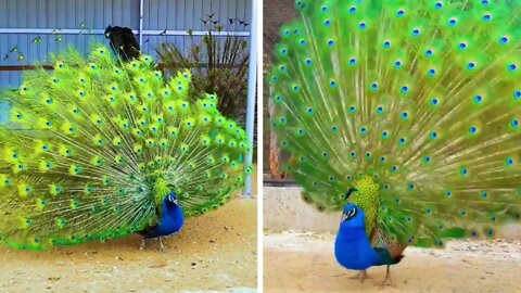 A peacock is beautiful when it dances well, but do you know why peacocks dance?