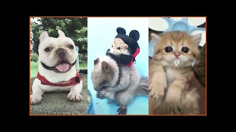 Cute Cats & FuNNY Dogs compilation