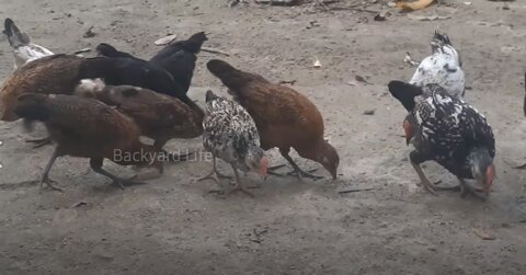 Backyard Chickens feeding from hand