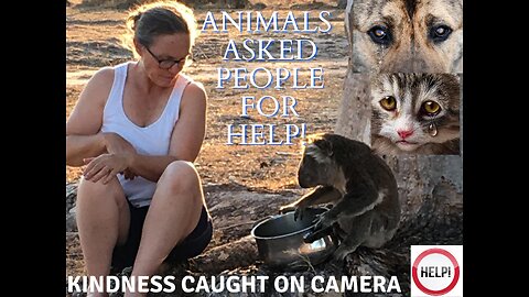 Animals That Asked People for Help & Kindness Caught On Camera! 2023 #kindness #animals #trending