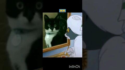 Gato Bartolomeu Tunico brincando no espelho