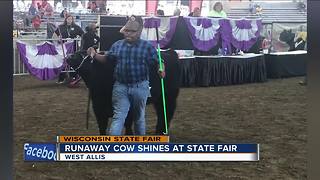 Houdini heifer now on display at Wisconsin State Fair