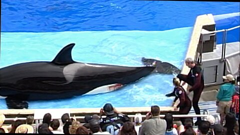 black fish-- seaworld covers up trainer deaths- documentary