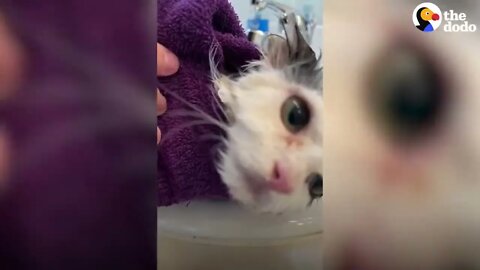 Giving A Hissing Feral Kitten A Bath And This Happens... | The Dodo Faith = Restored