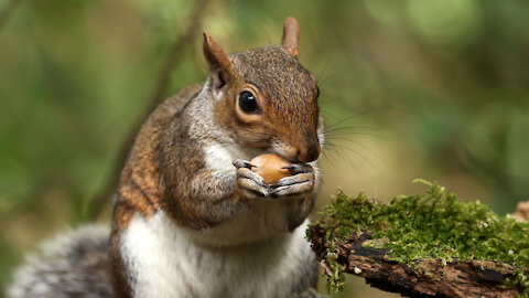 hungry squirrel eat carrot