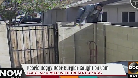 Peoria dog door burglar caught on camera