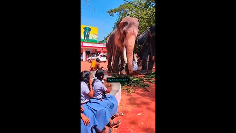 Huge Tusker Elephant Raman spotted with kids in festival in india