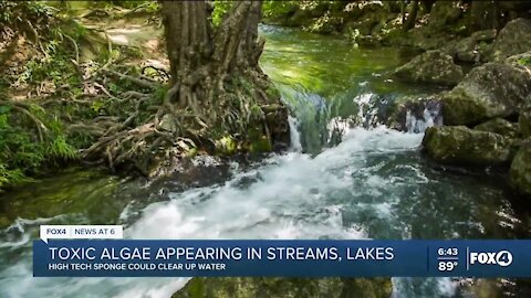 Toxic algae appearing in streams and lakes