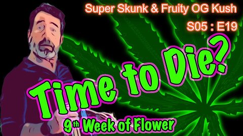 S05 E19 Super Skunk / Fruity OG Kush Organic Cannabis Grow – Week 9 of Flower & Harvest Imminent!?