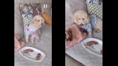 Cutting dogs cake and dog gave funny reaction !! Do not miss this: Try not to laugh