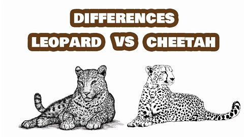 Leopard vs Cheetah: What's The Difference Between Them?