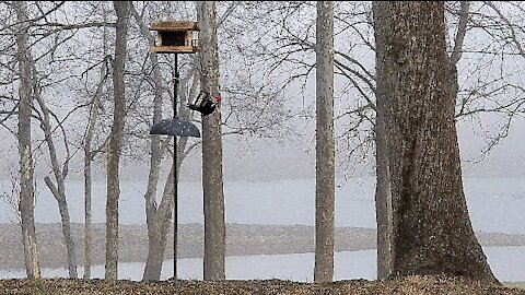 PETE AT THE FEEDER WITH A FRIEND VERY BUSY MORNING THIS MORNING AT THE FEEDER