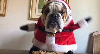 Le plus adorable bulldog de Noël