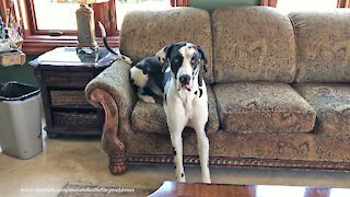Great Dane Learns To Sit Like The Peoples Do