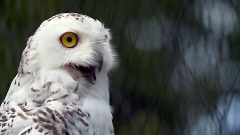 Owl flying scenes|White owl videos |black owl videos |owl video |owl sound| owl voice| funny owl|