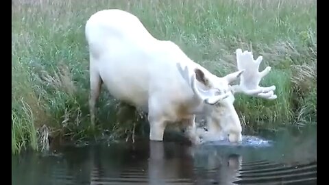 A Very Rare & Majestic White Moose