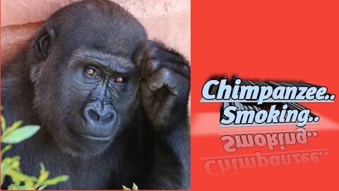Smoking Chimpanzee
