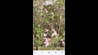 Beautiful hide away spot in the woods surrounded by wild honeysuckle bushes