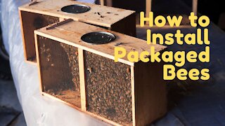 How to Install Packaged Bees