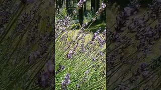 #peaceful #nature #bees #lavender #homesteading #farm #farmlife #beautiful